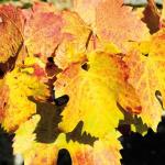 Automne-080