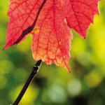 Automne-093