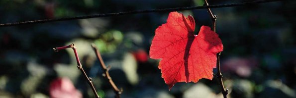 Automne-105