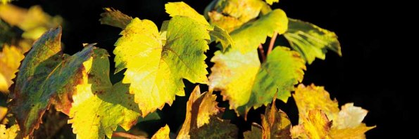 Automne-116
