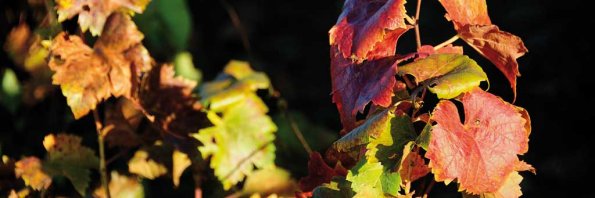 Automne-117