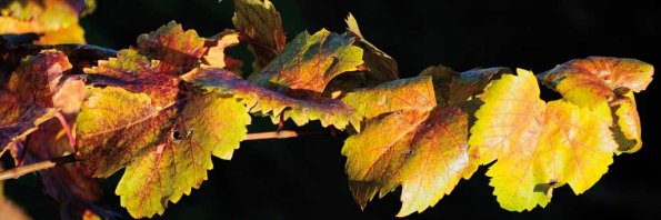 Automne-119