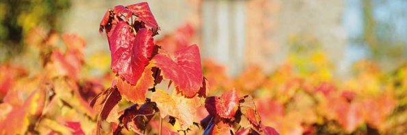 Automne-124