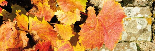 Automne-126