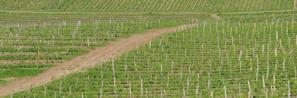 Perigord-064