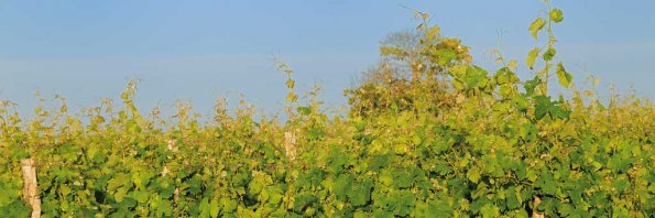 Vigne-Ete-041