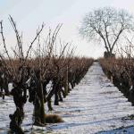 Vigne-Hiver-008