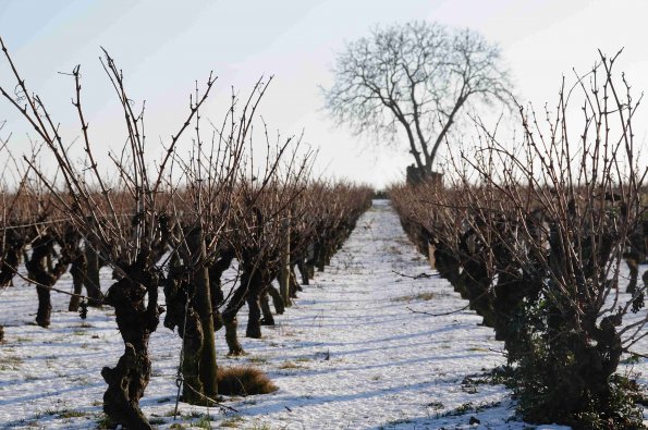 Vigne-Hiver-008