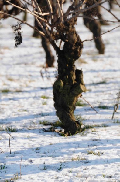 Vigne-Hiver-009