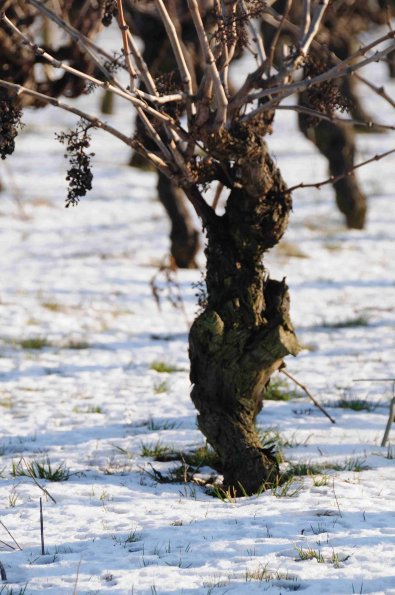 Vigne-Hiver-010