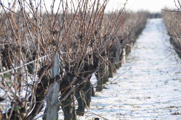 Vigne-Hiver-016