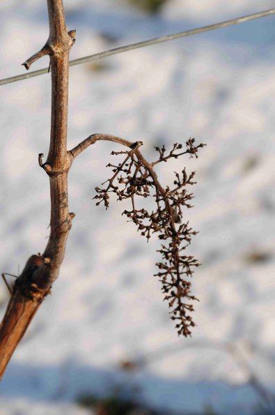 Vigne-Hiver-019