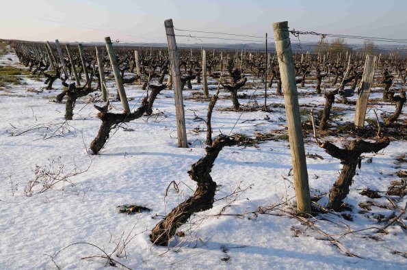 Vigne-Hiver-020