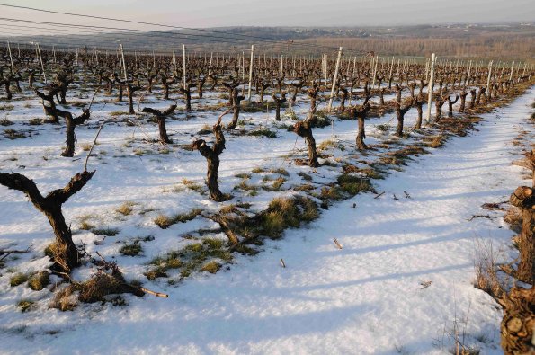 Vigne-Hiver-024