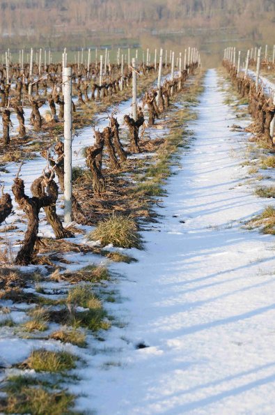 Vigne-Hiver-025