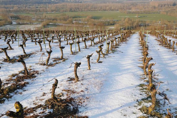 Vigne-Hiver-027