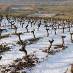 Vigne-Hiver-028