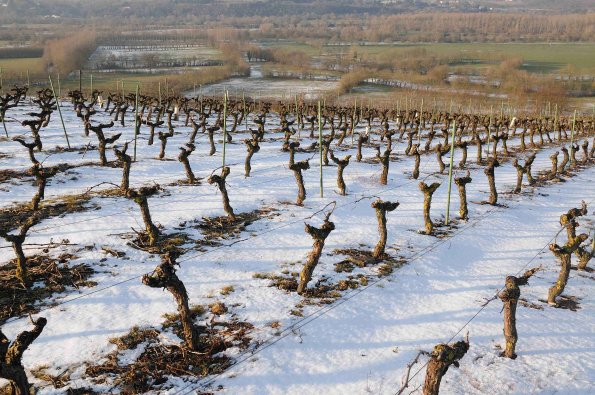 Vigne-Hiver-029