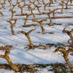 Vigne-Hiver-031