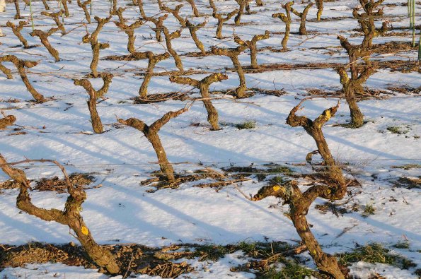 Vigne-Hiver-031