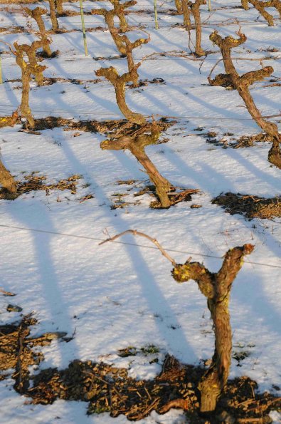 Vigne-Hiver-032