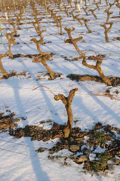 Vigne-Hiver-034