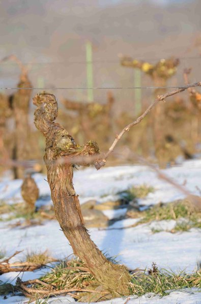 Vigne-Hiver-035