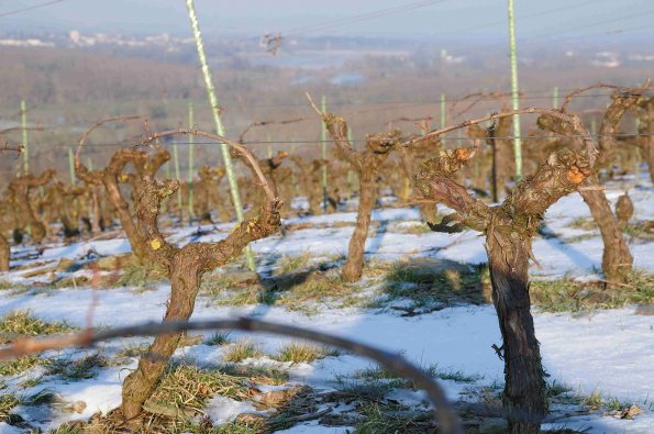 Vigne-Hiver-038