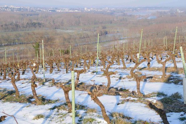 Vigne-Hiver-039