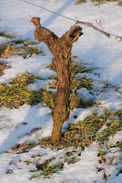 Vigne-Hiver-040