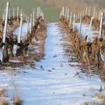 Vigne-Hiver-042
