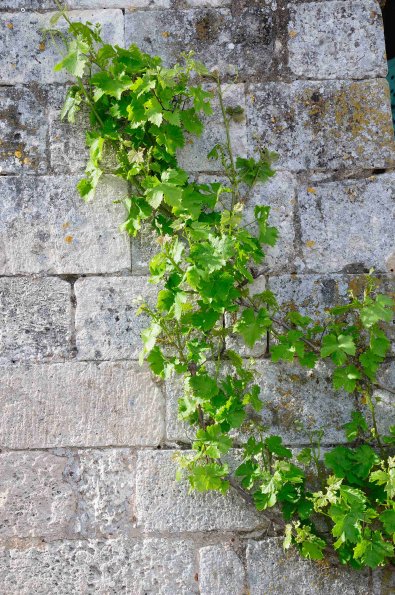 Perigord-001