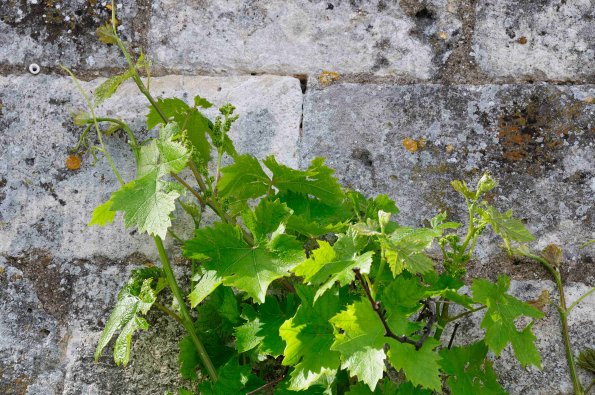Perigord-003