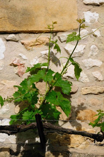 Perigord-009