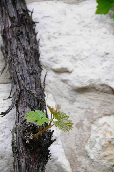 Perigord-012