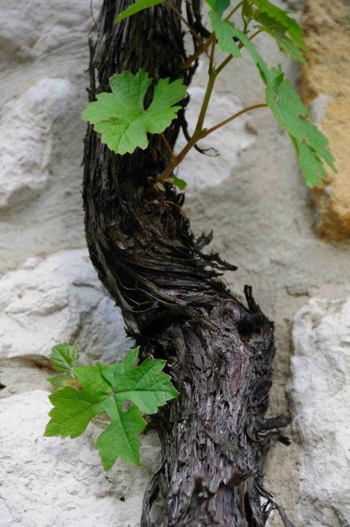 Perigord-013