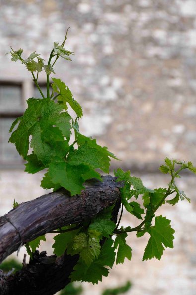 Perigord-020