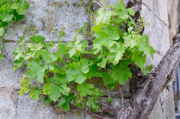 Perigord-022