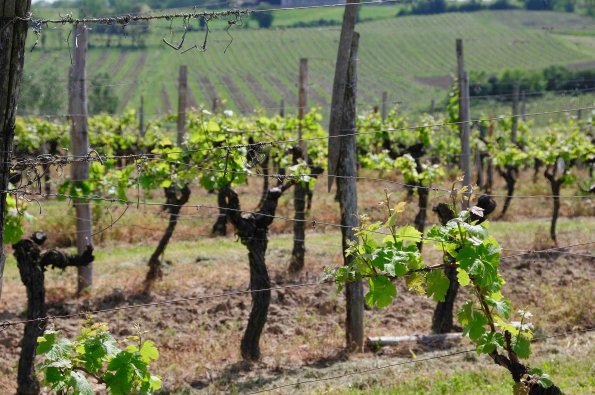 Perigord-035