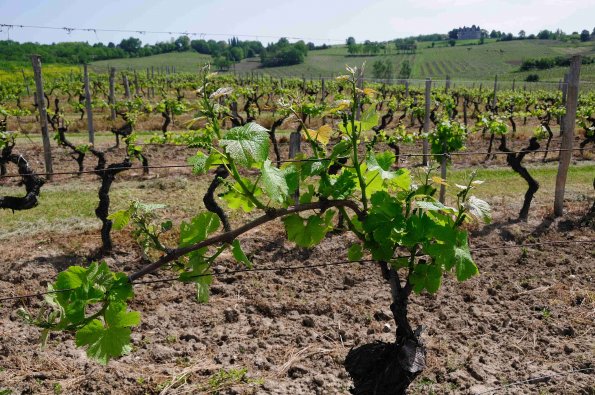 Perigord-036