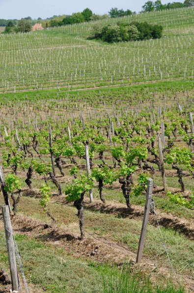 Perigord-054