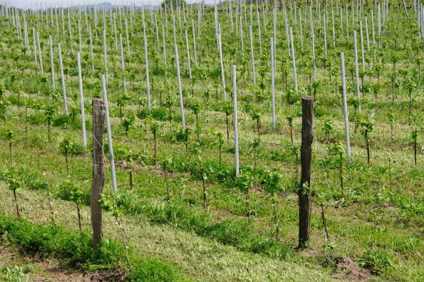 Perigord-059