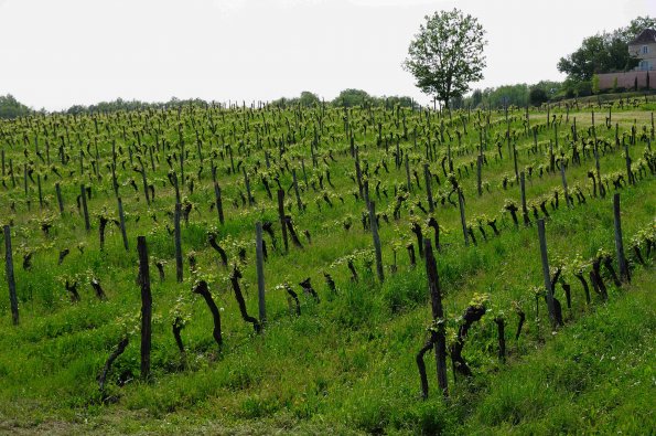 Perigord-060