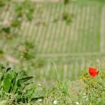 Perigord-062