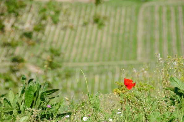 Perigord-062