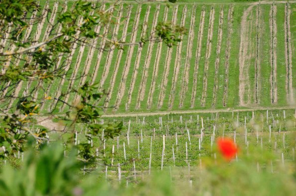 Perigord-063