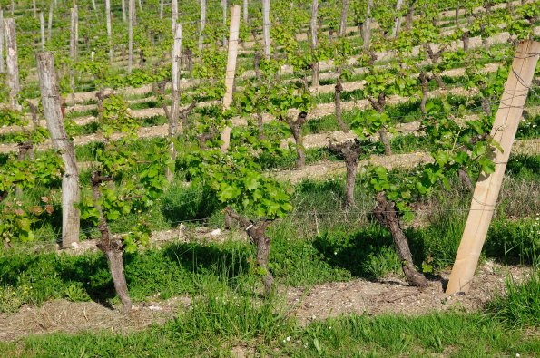 Perigord-065