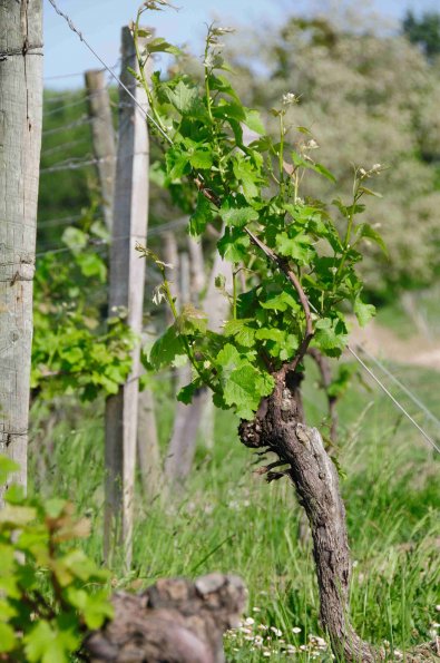 Perigord-066