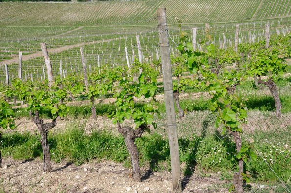 Perigord-067