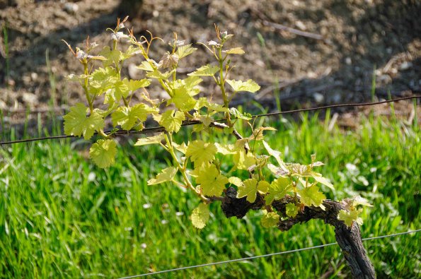 Perigord-077